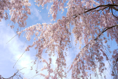 しだれ桜