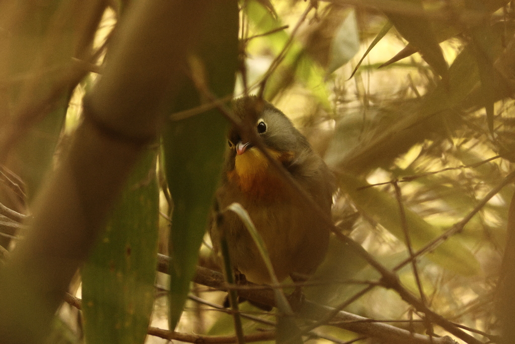 竹藪の中の鳥