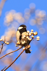 ①鳥_ｼｼﾞｭｳｶﾗ