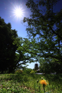 太陽と五重塔