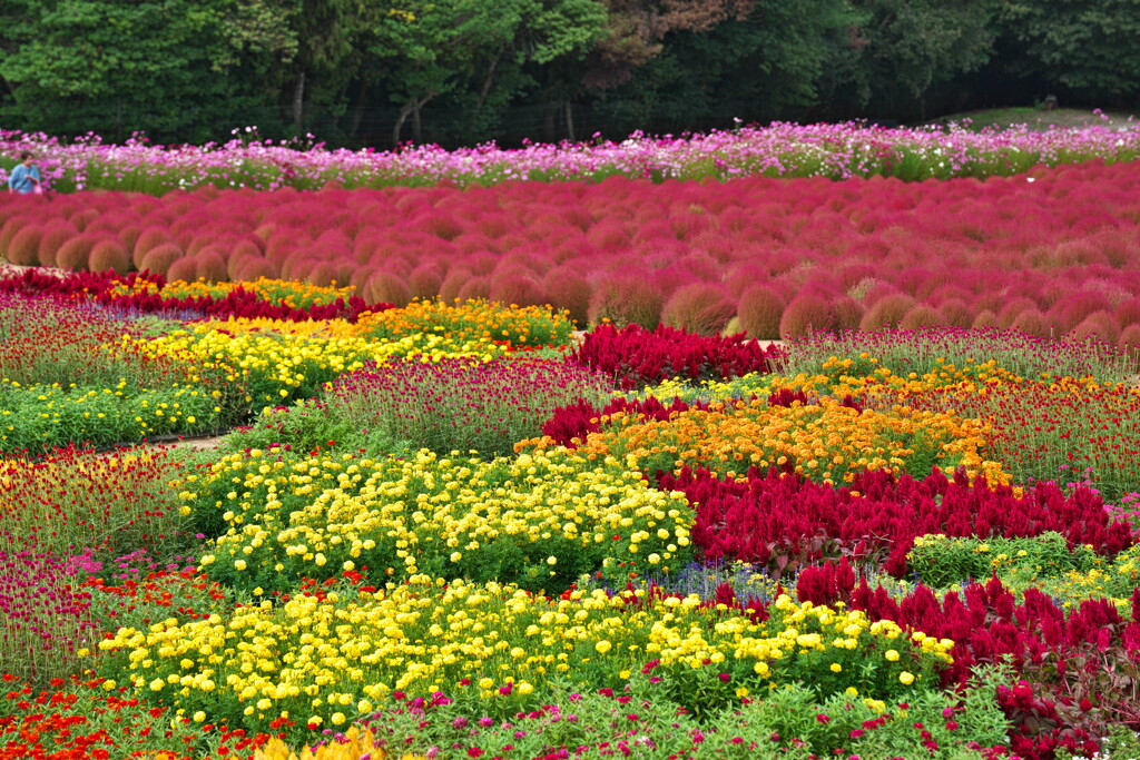 花畑