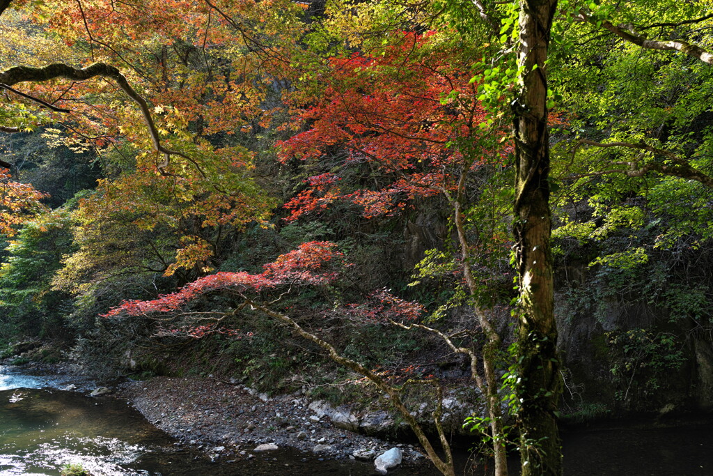 紅葉の風景