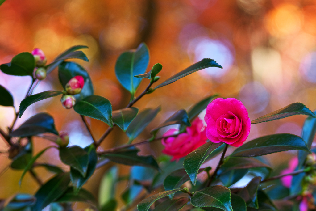 山茶花
