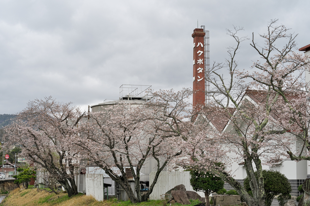酒造所の春