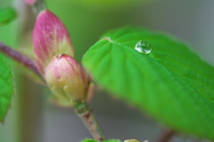 雨のわすれもの