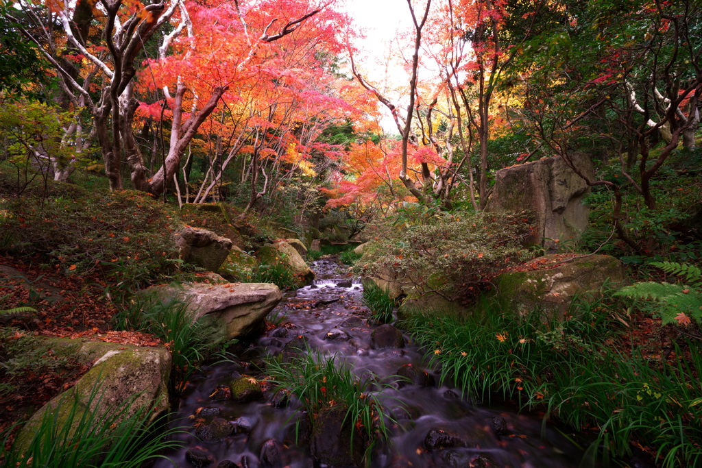 紅葉絢爛