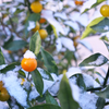 雪帽子