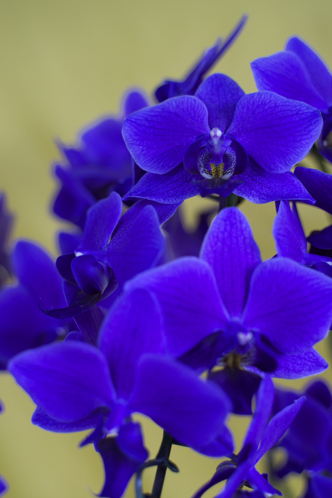 Blue gene