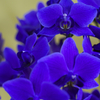 Blue gene