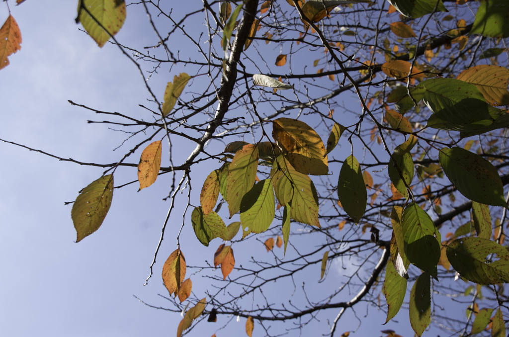 いじれない秋の色