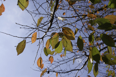 いじれない秋の色