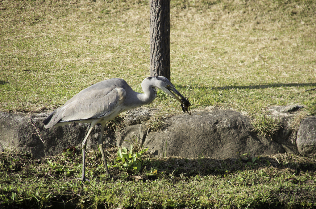 ザリおいちおいち