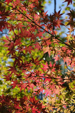 カマドジンジャレッド