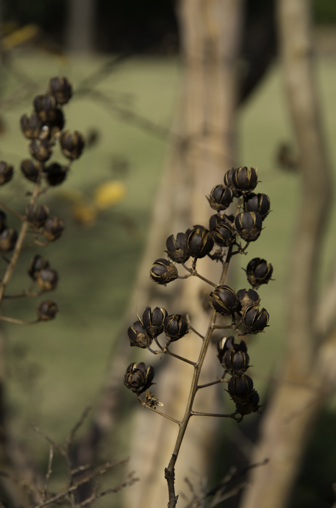 さるすべりのタネ出来てキタ
