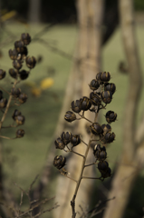 さるすべりのタネ出来てキタ