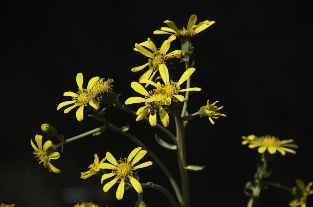 頭隠して・・・隠さず