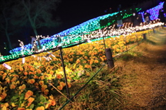 まんのう公園イルミネーション