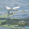 魚獲り名人
