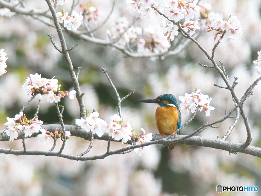 お花見