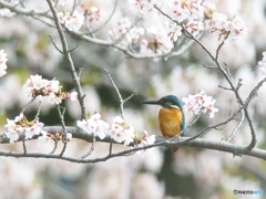 お花見