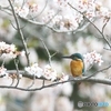 お花見