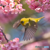 春の舞