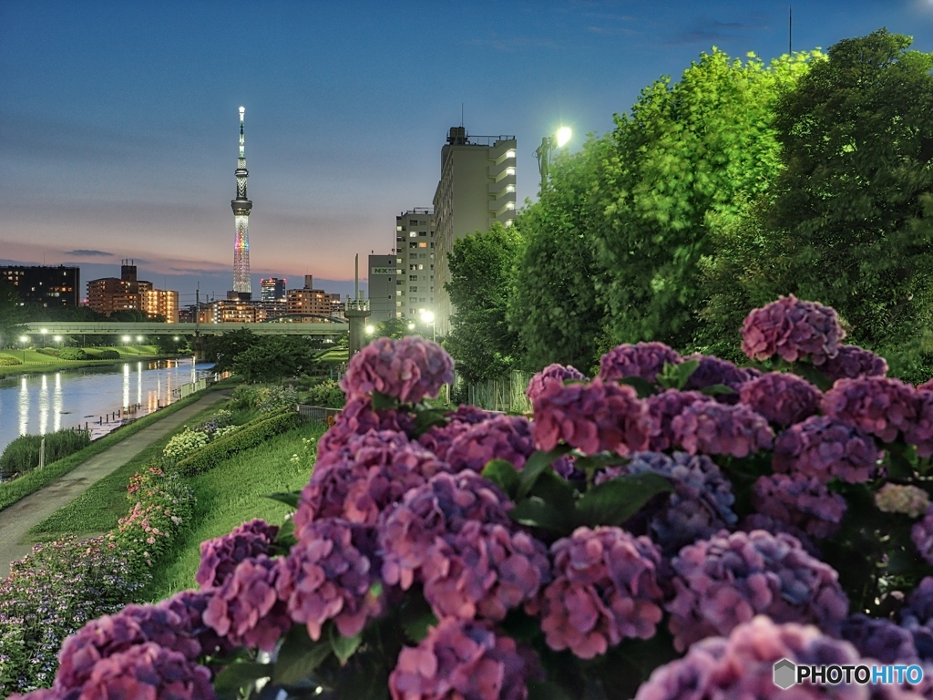 薄暮の紫陽花