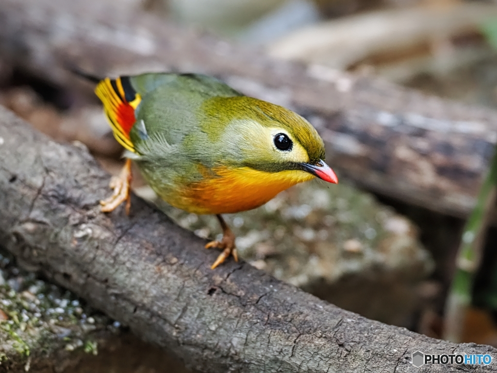 急接近のソウシチョウ