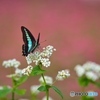 紅白の蕎麦の花