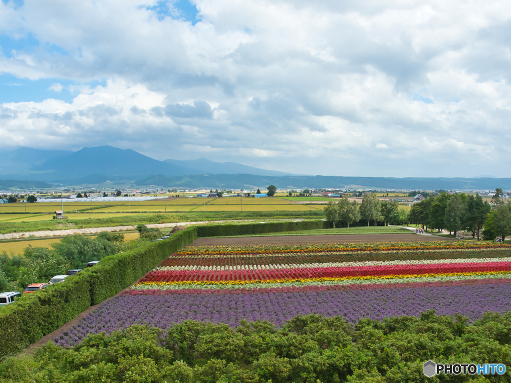 花の絨毯