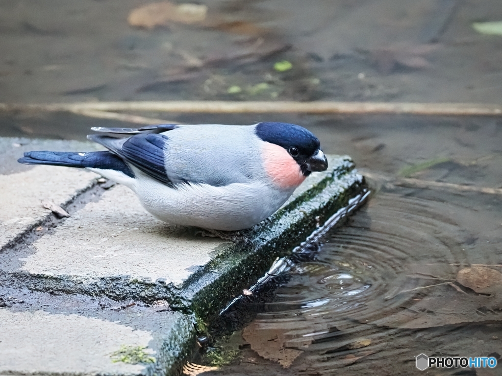 ウソの水飲み