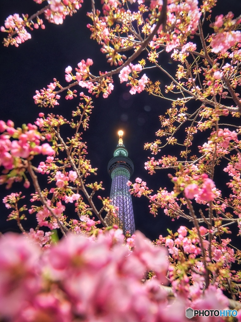 春の彩り