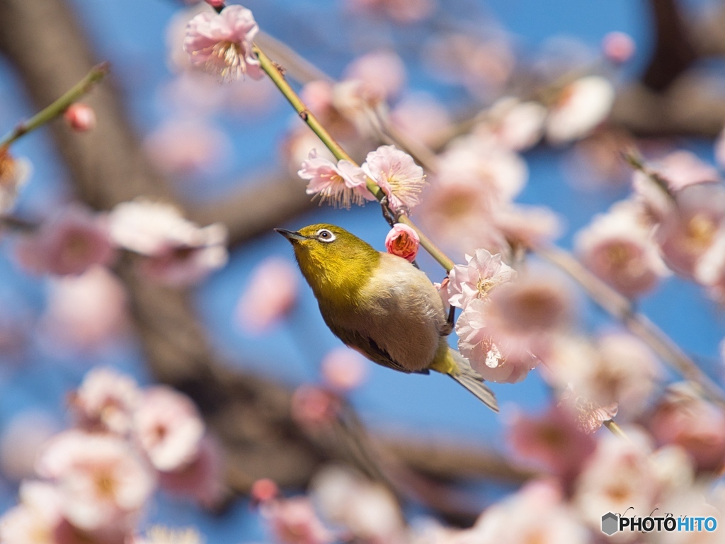 春めく