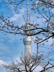 桜スカイツリー