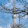桜スカイツリー