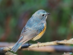 青い鳥