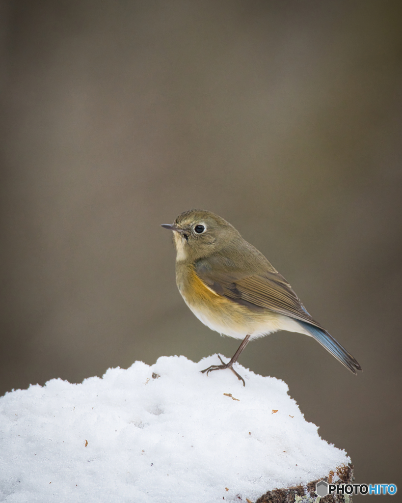 雪のルリビタキ