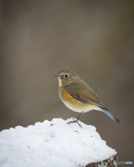 雪のルリビタキ
