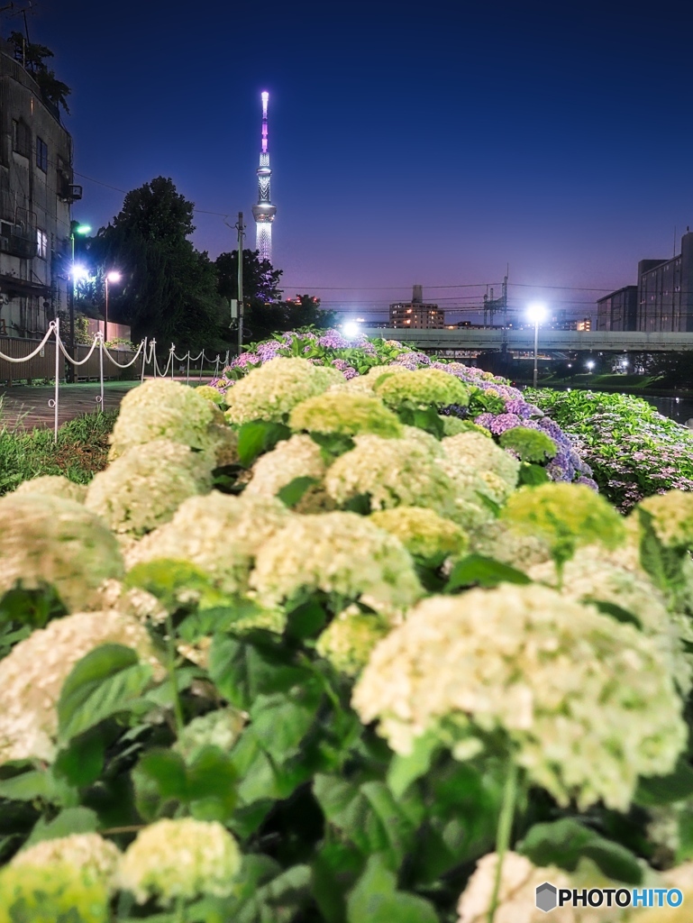 紫陽花とスカイツリー