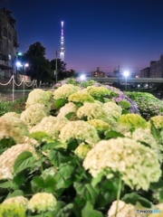 紫陽花とスカイツリー