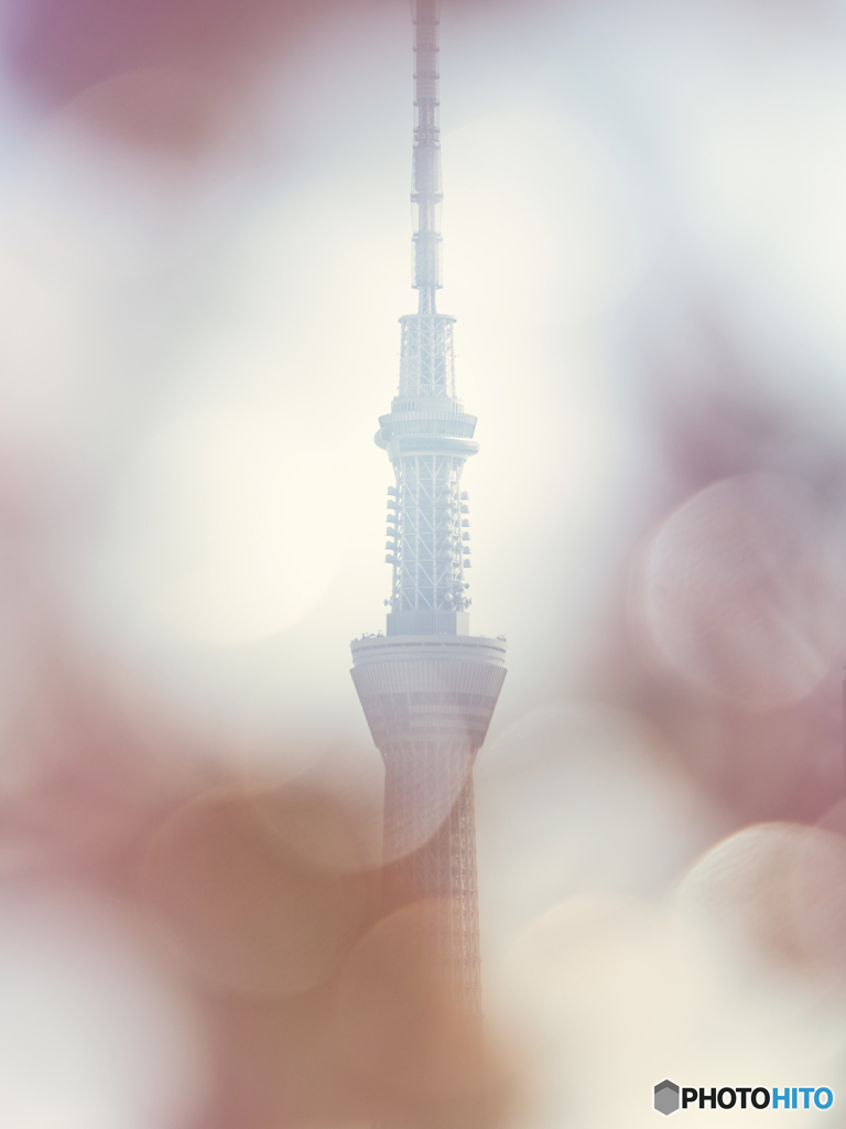 春の夢