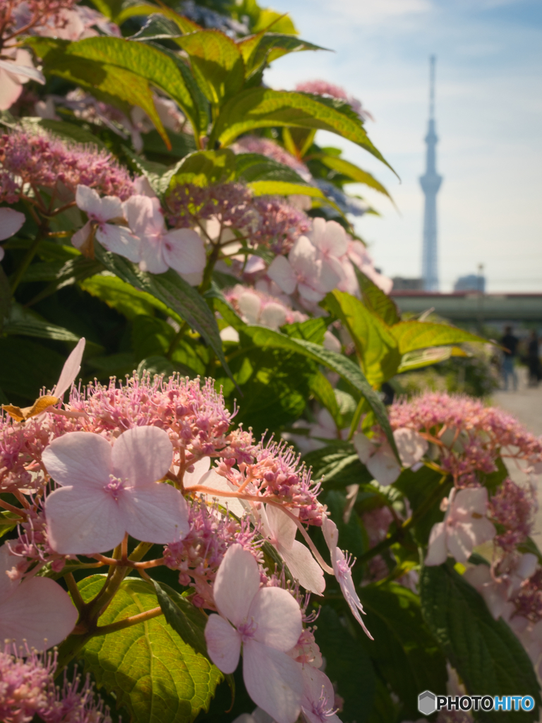 桃色紫陽花とスカイツリー