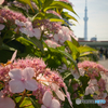 桃色紫陽花とスカイツリー
