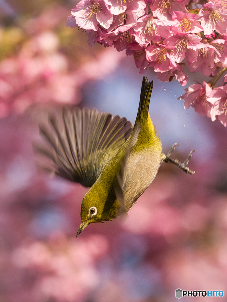 春を告げる