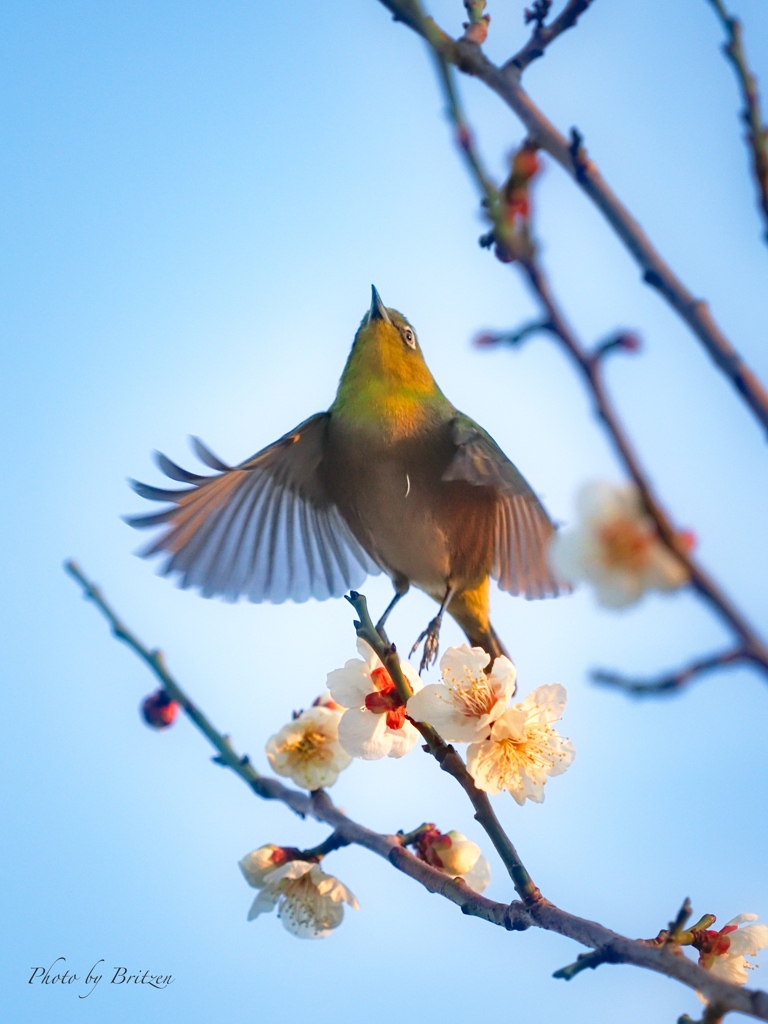 春を喜ぶ