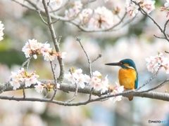 お花見特等席