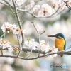 お花見特等席