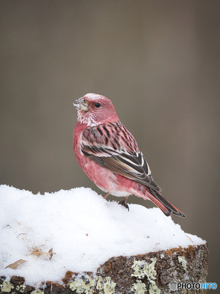 雪のオオマシコ