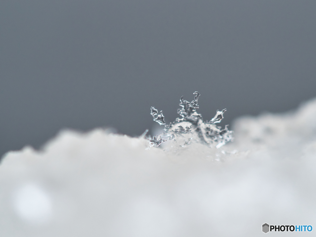 東京の雪の精