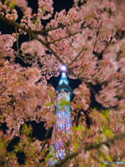 夜桜